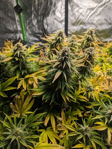 First Legal Grow — flower, day 130