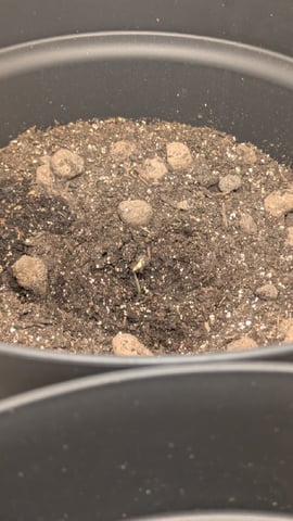 first grow 2 plants — seedling_rooting, day 9