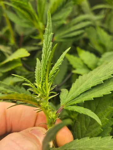 First Grow — flower, day 71