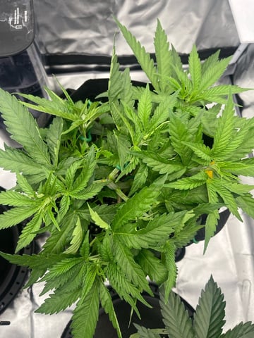 best budz — vegetative, day 10