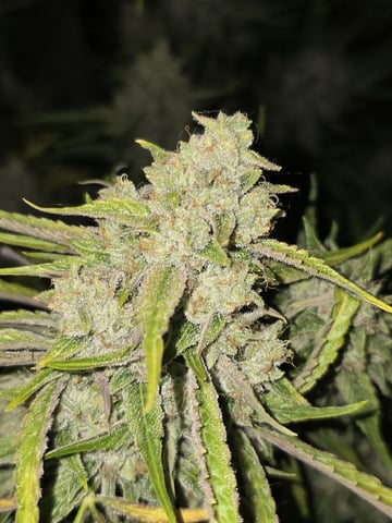 3rd Auto Grow — flower, day 100