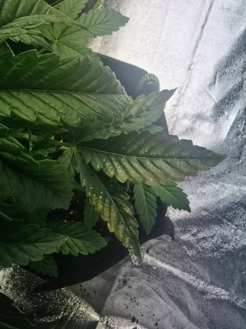 2nd Autoflower Indoor Grow — vegetative, day 25