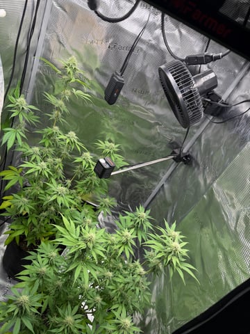  Trying to go big — flower, day 106