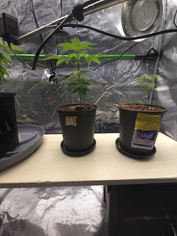 Candy,Punch,Lobsta — vegetative, day 8