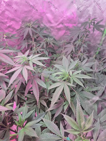 My young clone  — flower, day 71