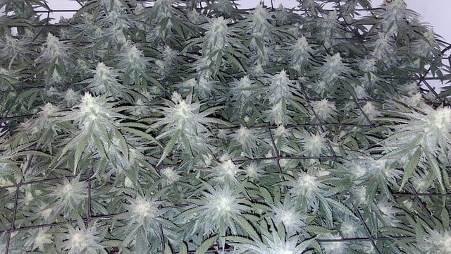 Round 2 — flower, day 52