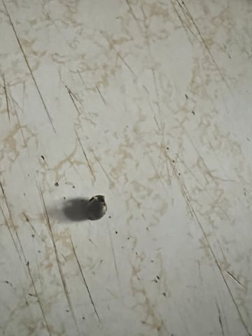 Inside Mother Plants — germination, day 6