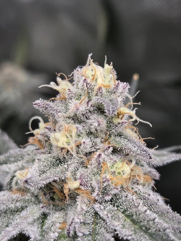 First Grow — flower, day 103