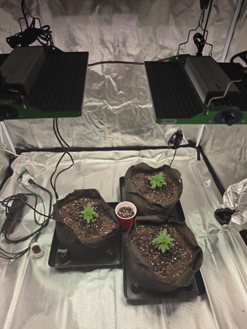 Summers — vegetative, day 19