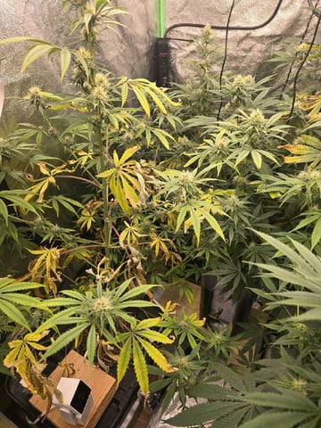 Growing — flower, day 98