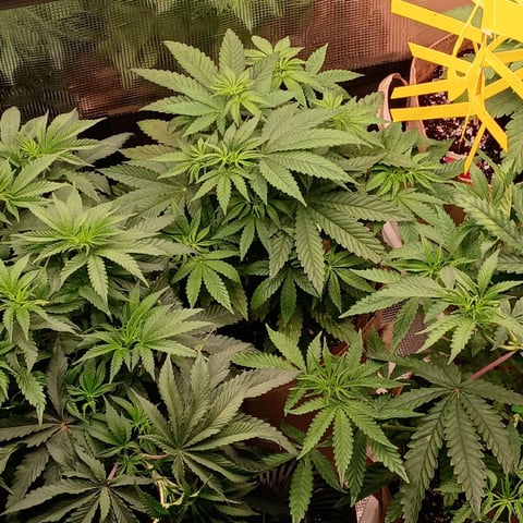 TentPlantLightFan — vegetative, day 57