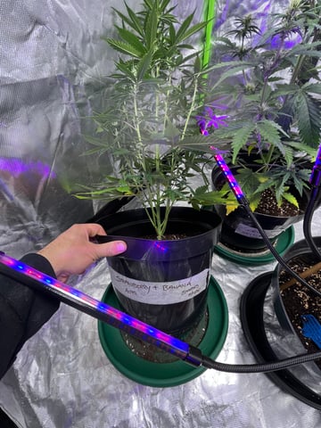 3autos and 2 fem  — flower, day 57