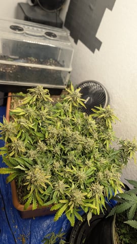 Quick Auto Summer Grow