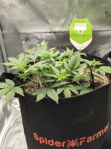 OG III — seedling_rooting, day 26