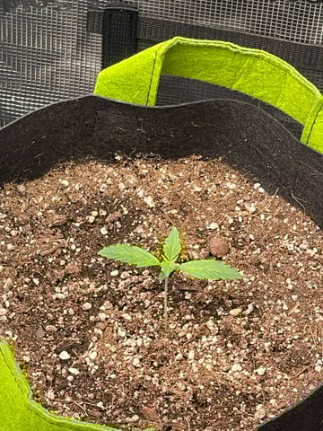 Gorilla Cookies Auto (42 FastBuds) — vegetative, day 15