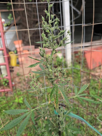 Country Boy — flower, day 54