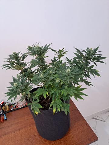 Yeti's Perpetual — vegetative, day 91