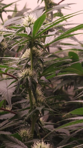 DNA Genetics Kosher Cookies rockwool run round 2 — flower, day 65