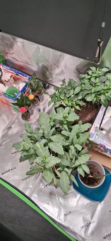 blueberry funk — flower, day 171