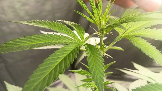 Third Grow