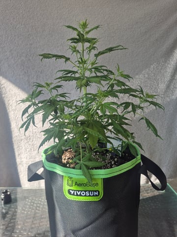 First "Auto" Grow — vegetative, day 31