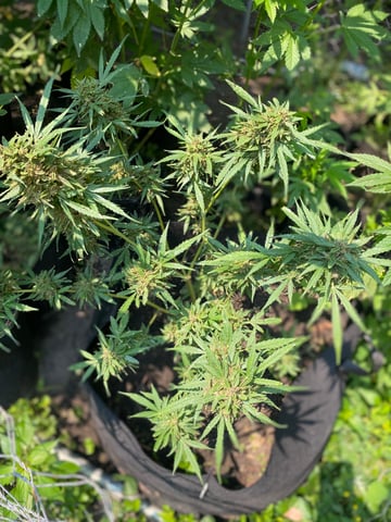 AutoRuntz — grow_setup, day 1