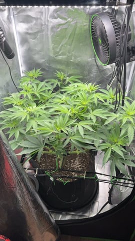 Blackberry Kush — vegetative, day 46