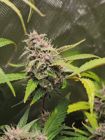 420 Fastbuds — flower, day 2