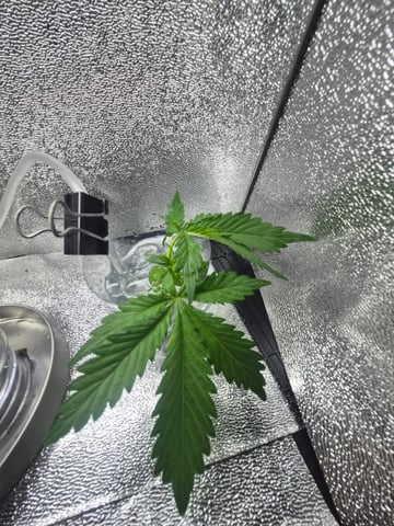 I'll get it right — vegetative, day 34
