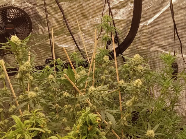 5 Autos — grow_setup, day 20