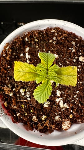 Autos: Banana Purple Punch (1)  & Guava Fig (2) — auto, day 17