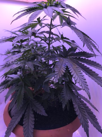 unknown strain 1st grow — vegetative, day 33