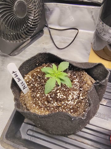 First run with Athena nutrients 3rd grow total — seedling_rooting, day 8