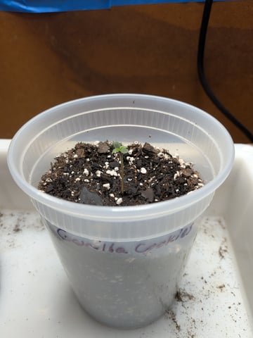 Mendo Frost / Gorilla Cookie / Banana Purple Punch  — grow_setup, day 2