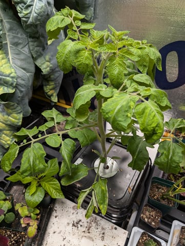 See what grows — vegetative, day 71