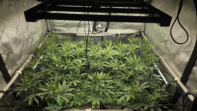 Strawberry Sugar  — flower, day 75