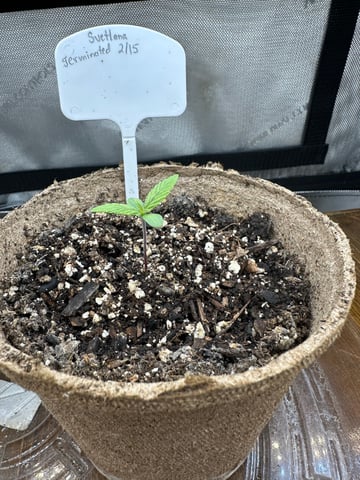 White Russian — vegetative, day 3