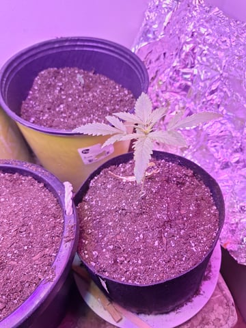 zkittles  — vegetative, day 22