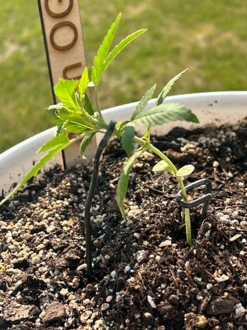 First ever grow — vegetative, day 31
