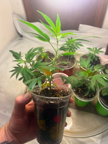 Indoor Grow  — flower, day 86