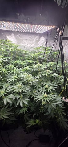 Maple Nectar  — flower, day 61