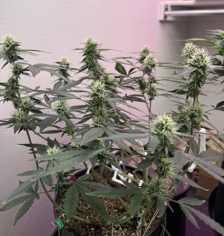 Oklagrow — grow_setup, day 94