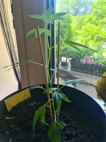 Grow — seedling_rooting, day 14