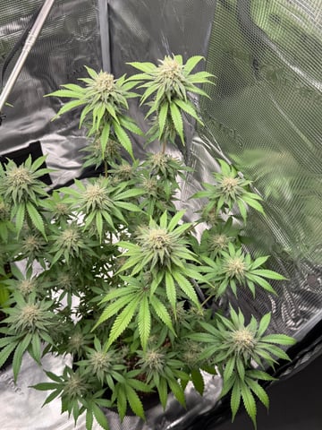  Trying to go big — flower, day 121