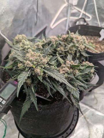 2025 EOY Grow — flower, day 68