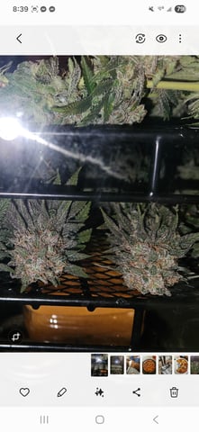 BLACKCHERRY SHERB — flower, day 91