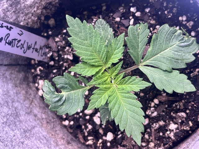 s1 Jokerz — vegetative, day 18