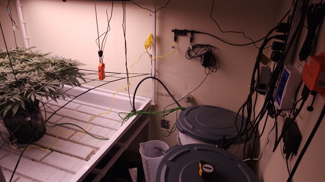 3rd run, 8 plant mom hunt - indoor top fed DTW with rockwool — flower, day 147