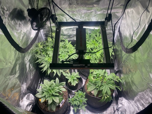 Auto Run #1 2025-2026 — vegetative, day 45