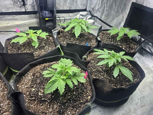 Autos AGAIN — vegetative, day 21